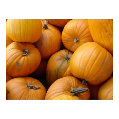 Pumpkins for Halloween Poster by Orchidlady