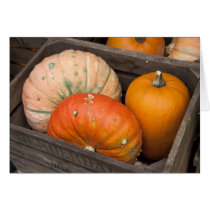 Pumpkins for sale cards