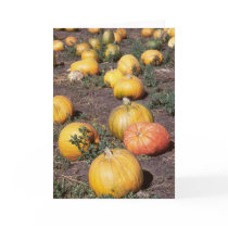 Pumpkins I cards