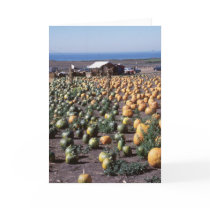 Pumpkins II cards by ZeroToTwenty Pumpkins II cards
