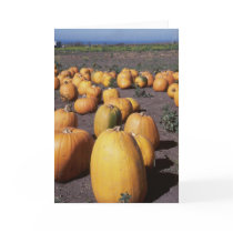 Pumpkins III cards