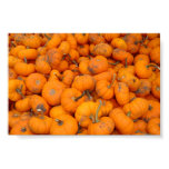 Pumpkins in Arthur, Illinois