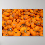 Pumpkins in Arthur, Illinois posters