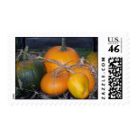 Pumpkins Postage