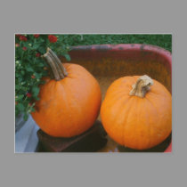 Pumpkins postcards