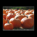 Pumpkins Postcard
