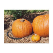 pumpkins postcards