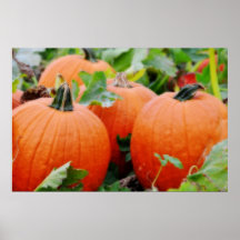 Pumpkins Print