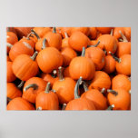 Pumpkins Poster