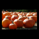 Pumpkins Print