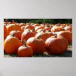 Pumpkins Print