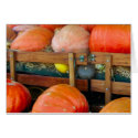 Pumpkins & Squash cards