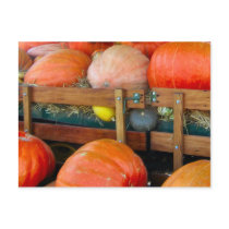 Pumpkins & Squash postcards