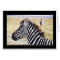 Punda Milia (Zebra) Profile cards by HLBeach Punda Milia (Zebra) Profile cards
