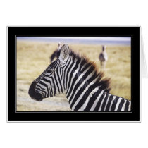 Punda Milia (Zebra) Profile cards