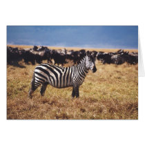 Pundamilia (Zebra) cards