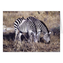 Pundamilia (Zebra) Pair Card