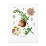 Punica granatum (Pomegranate) Postcard