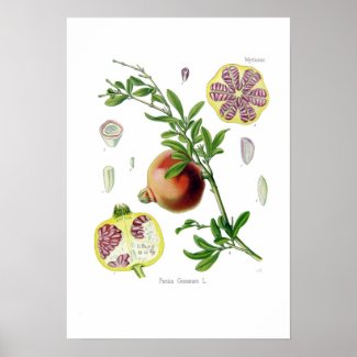 Punica granatum (Pomegranate) Poster