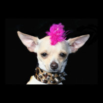 Punk Chihuahua Poster posters