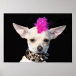 Punk Chihuahua Poster