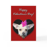 Punk Chihuahua Valentines Day Card