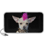 chihuahua, punk, rocker, dog, dogs, punk rock