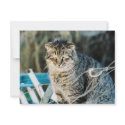 Punk Rock Feral Tom Cat Invitations by roadsideartist Punk Rock Feral Tom Cat Invitations