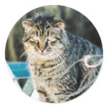 Punk Rock Feral Tom Cat Stickers