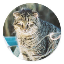 Punk Rock Feral Tom Cat stickers