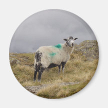 Punk sheep fridge magnets