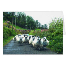 Punk Sheep on the Beara Peninsula Ireland Greeting Cards