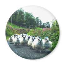Punk Sheep on the Beara Peninsula Ireland Refrigerator Magnets