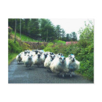 Punk Sheep on the Beara Peninsula Ireland postcards by Irishdreams Punk Sheep on the Beara Peninsula Ireland postcards
