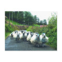 Punk Sheep on the Beara Peninsula Ireland postcards