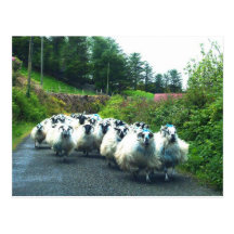 Punk Sheep on the Beara Peninsula Ireland Post Card