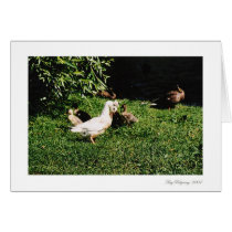 Punky Ducky cards