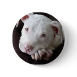 Pup buttons
