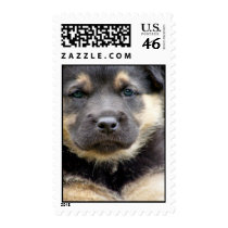 Pup Photo Postage Stamps