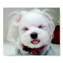 pup posters by yso910124 pup posters