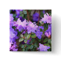 puple azalea flowering bush buttons