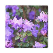 puple azalea flowering bush fridge magnet