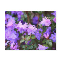 puple azalea flowering bush post cards