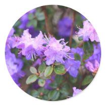 puple azalea flowering bush sticker