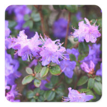 puple azalea flowering bush stickers