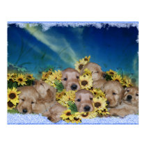 PUPPIES AND FLOWERS - GOLDEN RETRIEVER POSTER posters