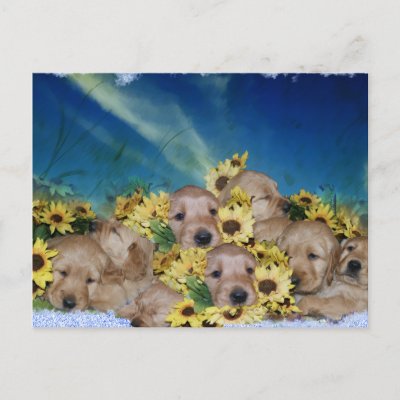 puppies_and_flowers_golden_retrievers_postcard-p239522235603336184z8iat_400.jpg