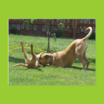 Puppies at play postcard postcards
