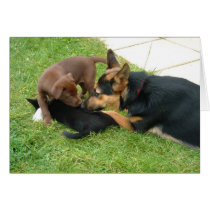 Puppies cards