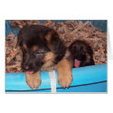 Puppies comming out cards by makolady Puppies comming out cards